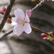 紅山桜 / ベニヤマザクラ
