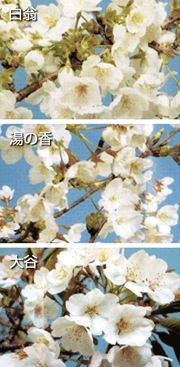 壱岐の山桜 / イキノヤマザクラ