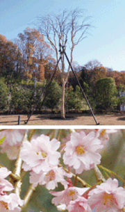 八重紅枝垂れ桜