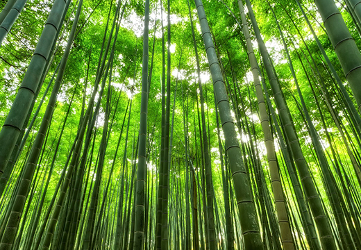 非木材紙の利用による森林過剰伐採軽減への取り組み