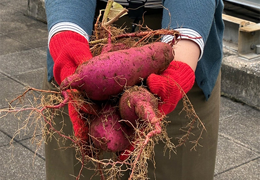 コンポストの力で大豊作！本社の屋上で芋ほり会を開催